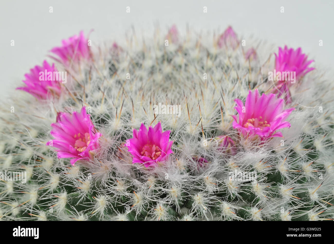 Cephalocereus senilis con boccioli rosa, macro close up su sfondo bianco, orizzontale, cactus con fiori di colore rosa Foto Stock