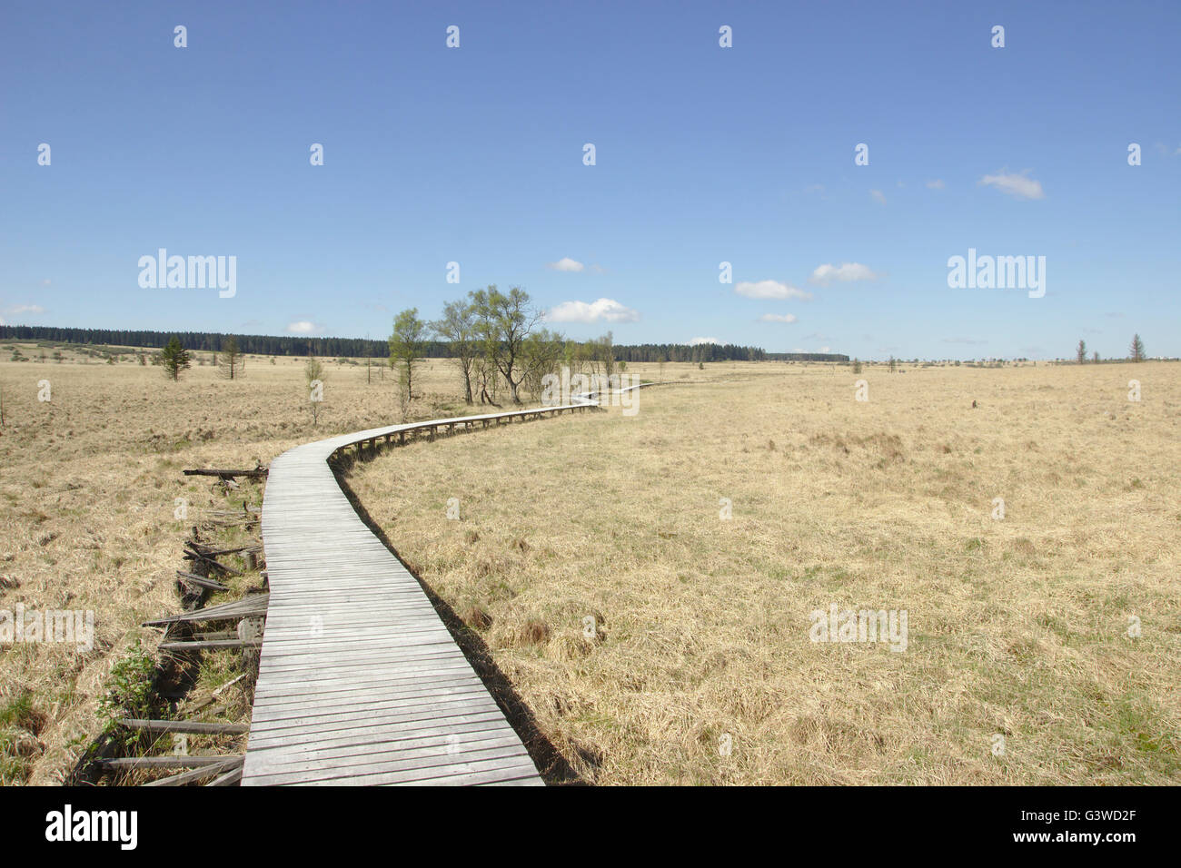 Hautes Fagnes (Hautes Fagnes, Hohes Venn, Hoge Venen) vicino Baraque Michel, sollevato bog in Belgio Foto Stock