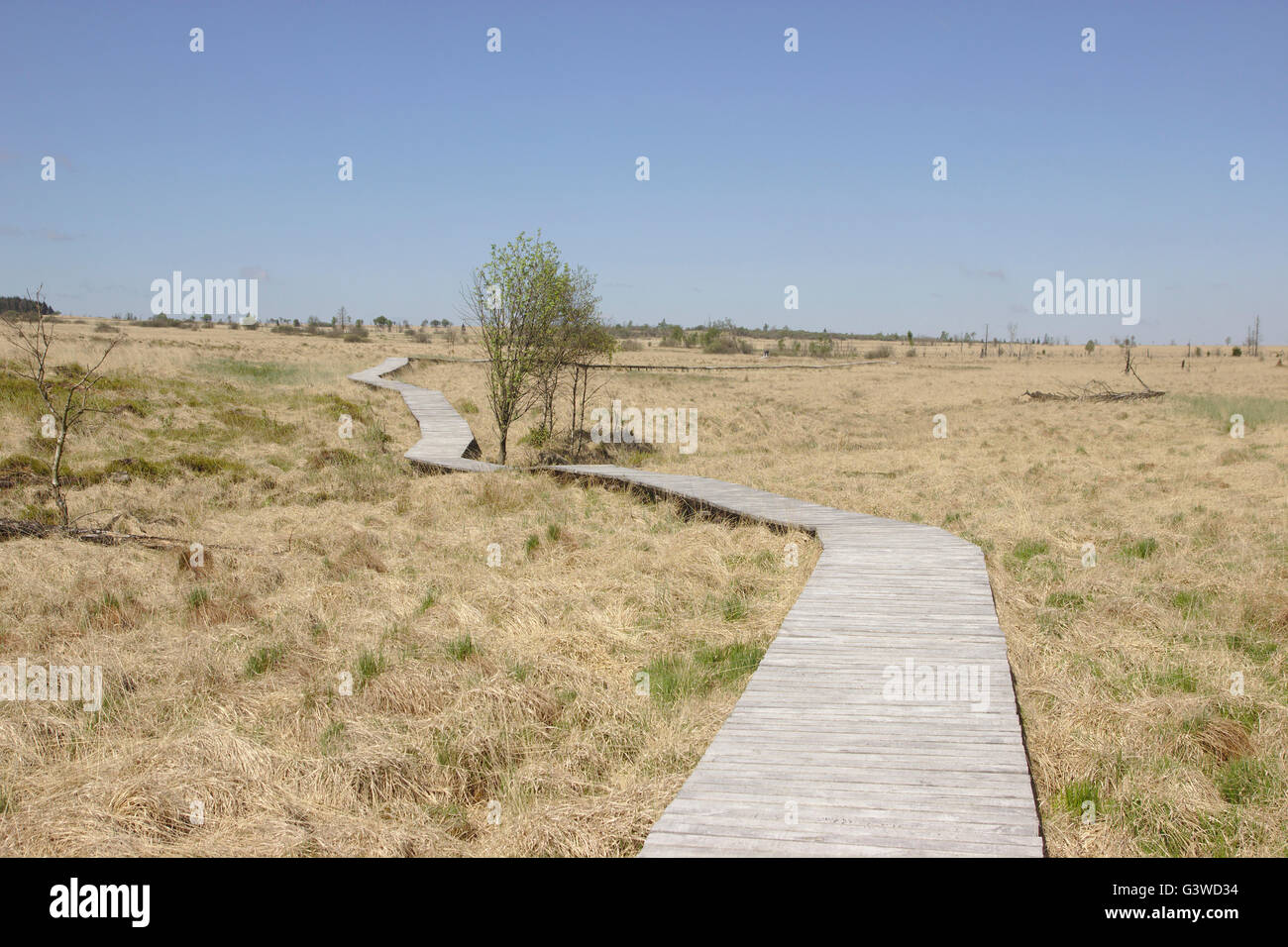 Hautes Fagnes (Hautes Fagnes, Hohes Venn, Hoge Venen) vicino Baraque Michel, sollevato bog in Belgio Foto Stock
