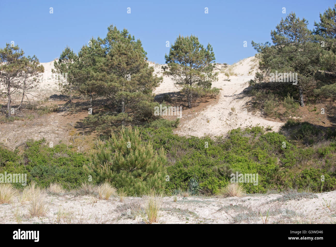 Dune di sabbia usurpare su alberi di pino duna del Pyla Francia meridionale Foto Stock