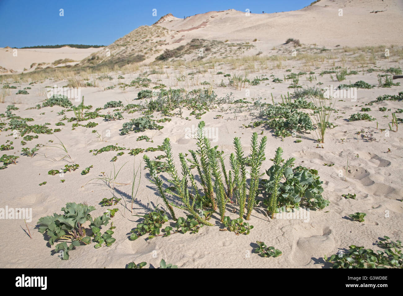 Piante recolonising dune di sabbia duna del Pyla Francia meridionale Foto Stock
