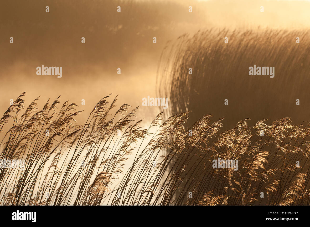 Marazion paludi all'alba con nebbia in aumento l'acqua Foto Stock