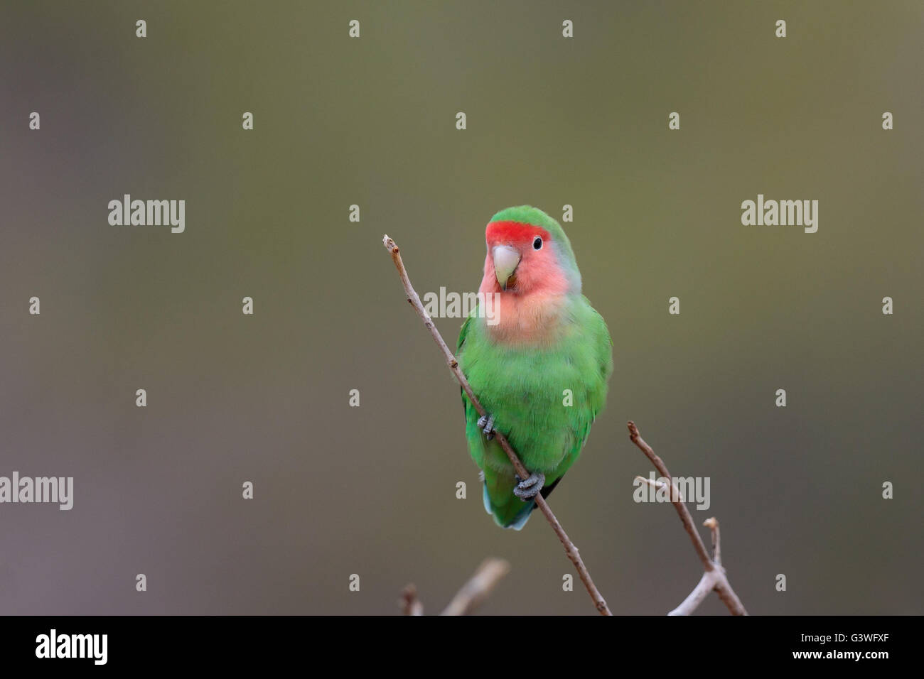 Roseo-di fronte Lovebird, (Agapornis roseicollis) Foto Stock