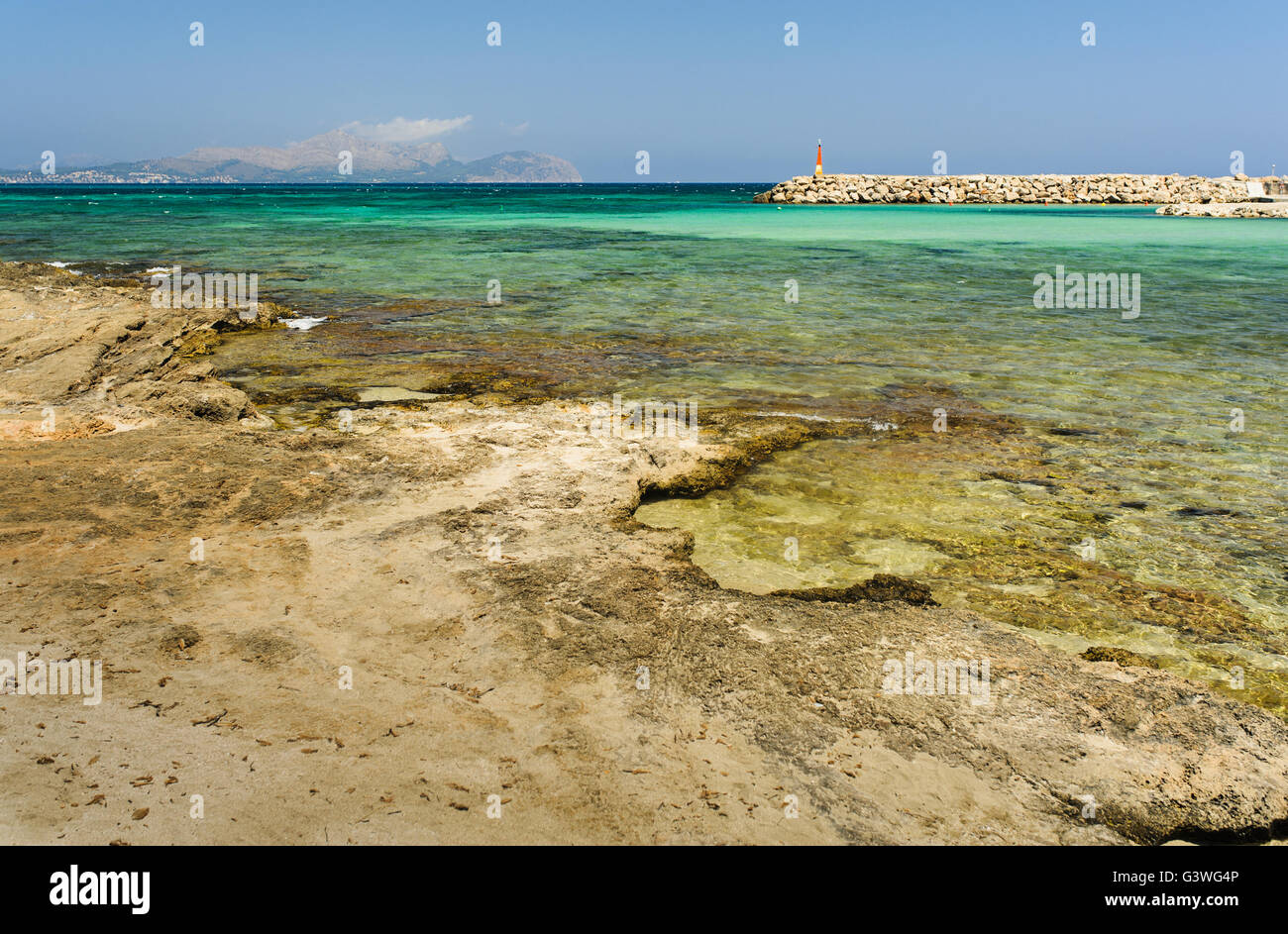 Spinosa nero-tailed Iguana su alberi in Costa Rica Foto Stock