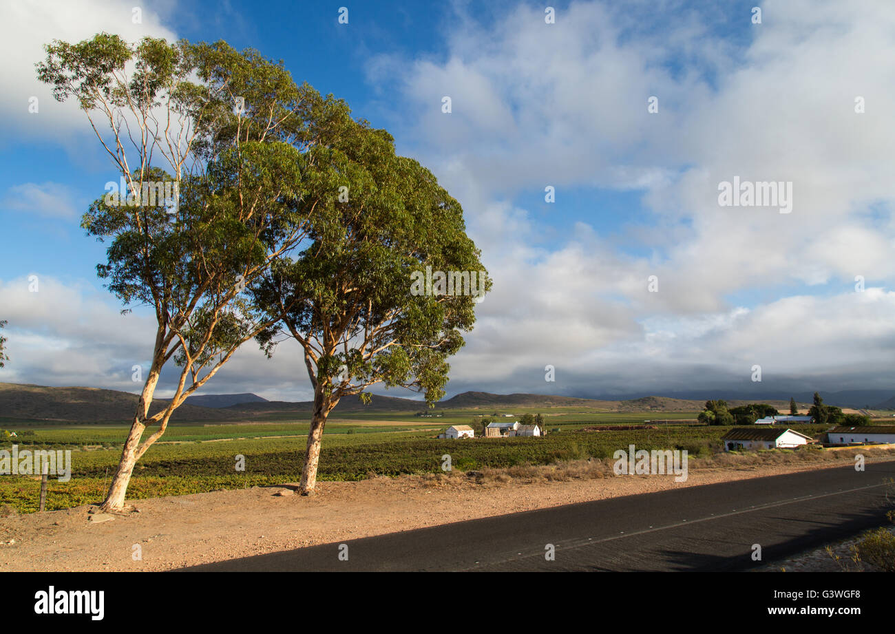 Vista panoramica di vigneti e di una casa colonica in Robertson area del Western Cape Foto Stock