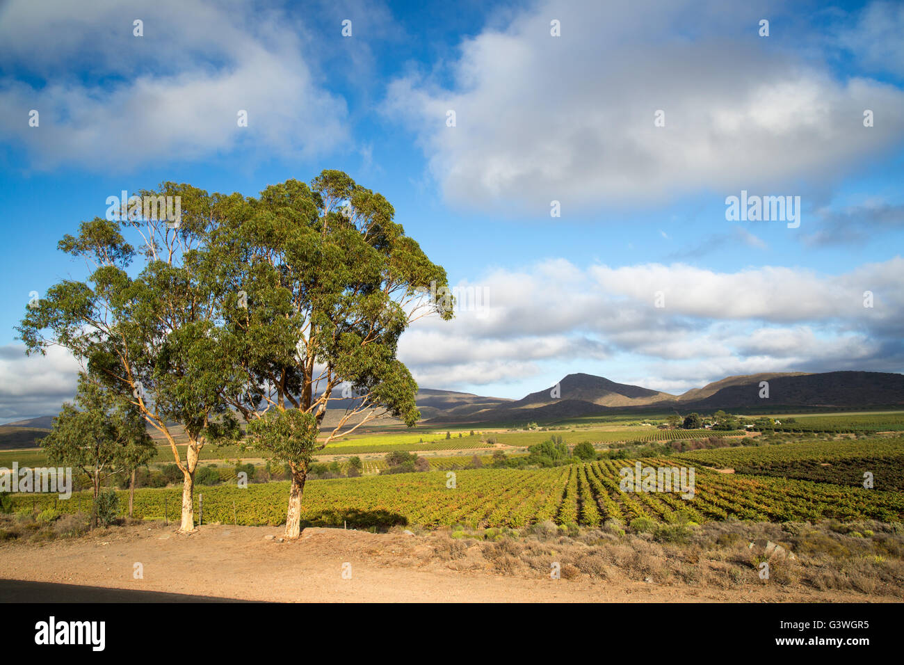 Vista panoramica di vigneti e di una casa colonica in Robertson area del Western Cape Foto Stock