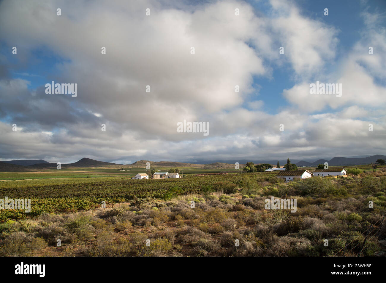 Vigneti e di una casa colonica in Robertson area del Western Cape Foto Stock