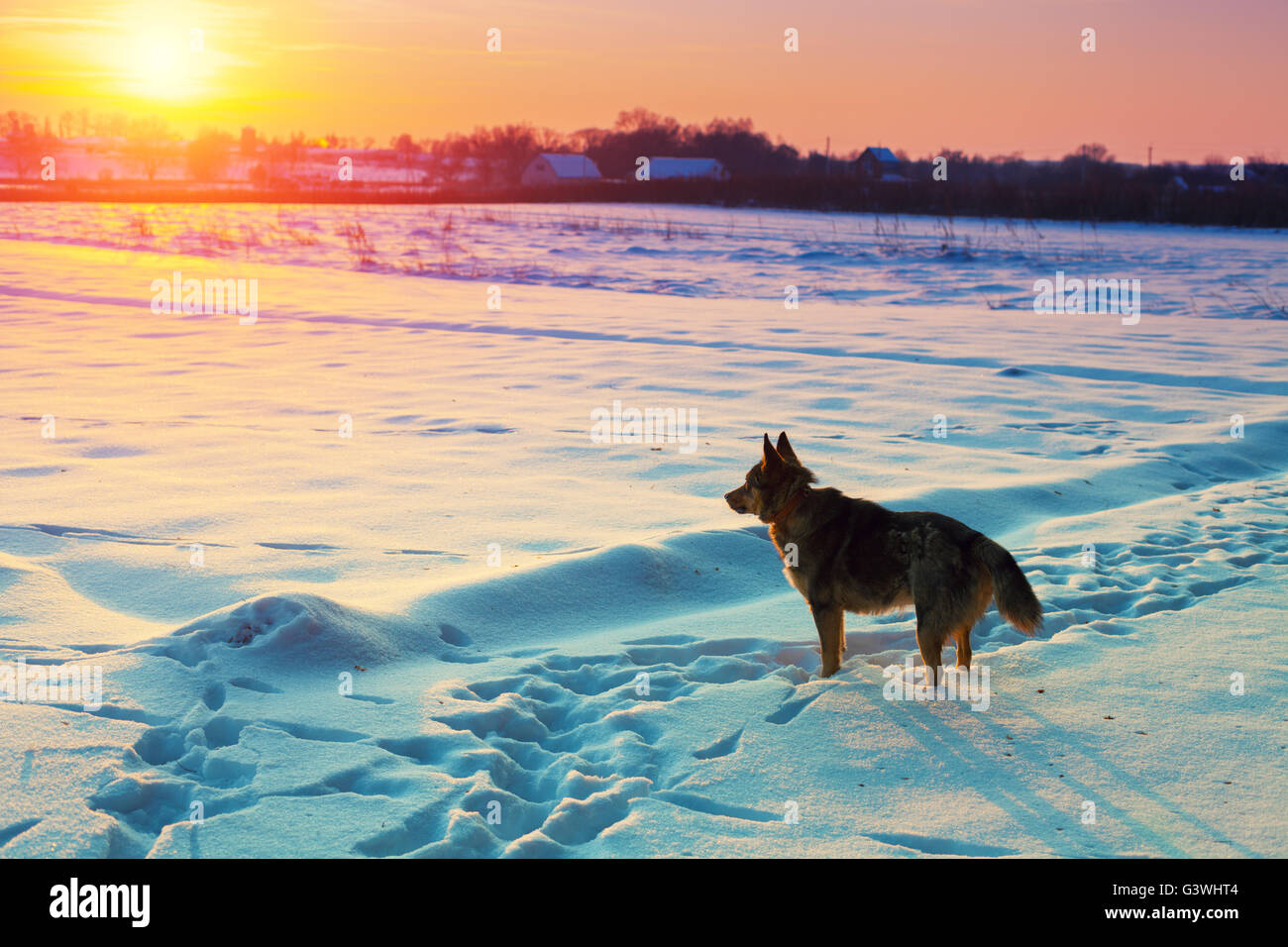 Cane a camminare nel campo nevoso in inverno al tramonto Foto Stock