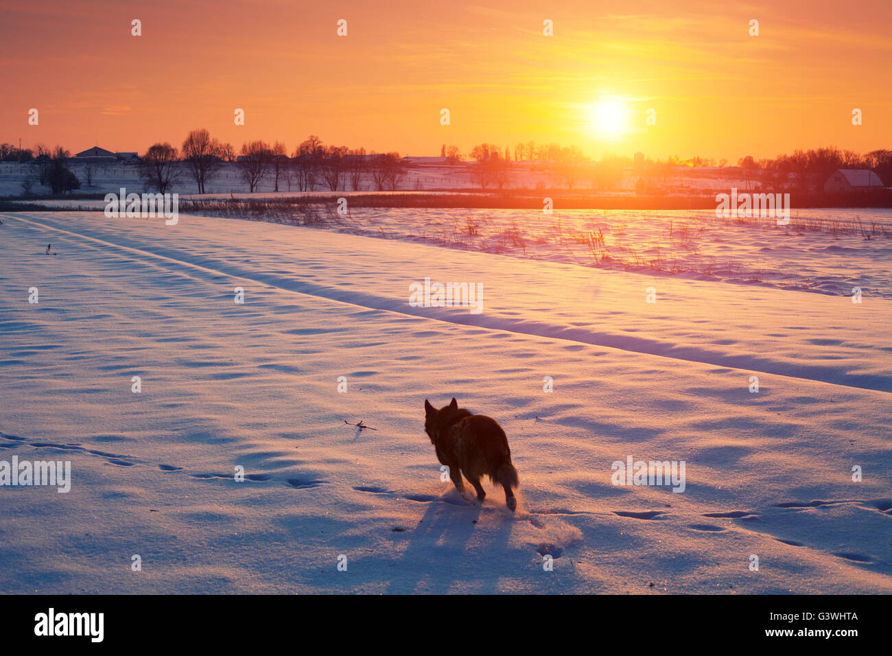 Cane a camminare nel campo nevoso in inverno al tramonto Foto Stock