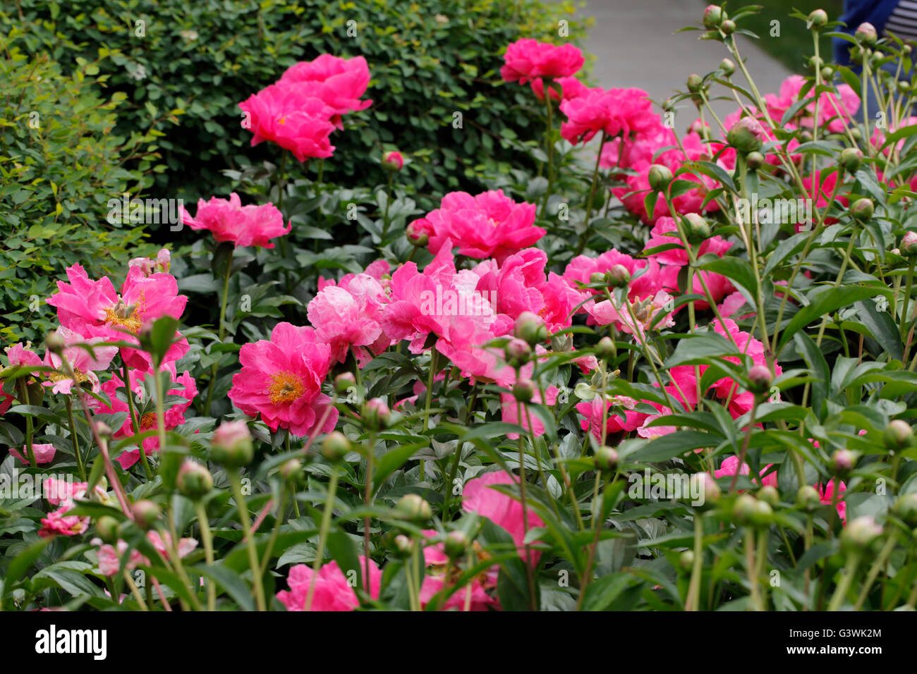 Peonie rosa. Foto Stock