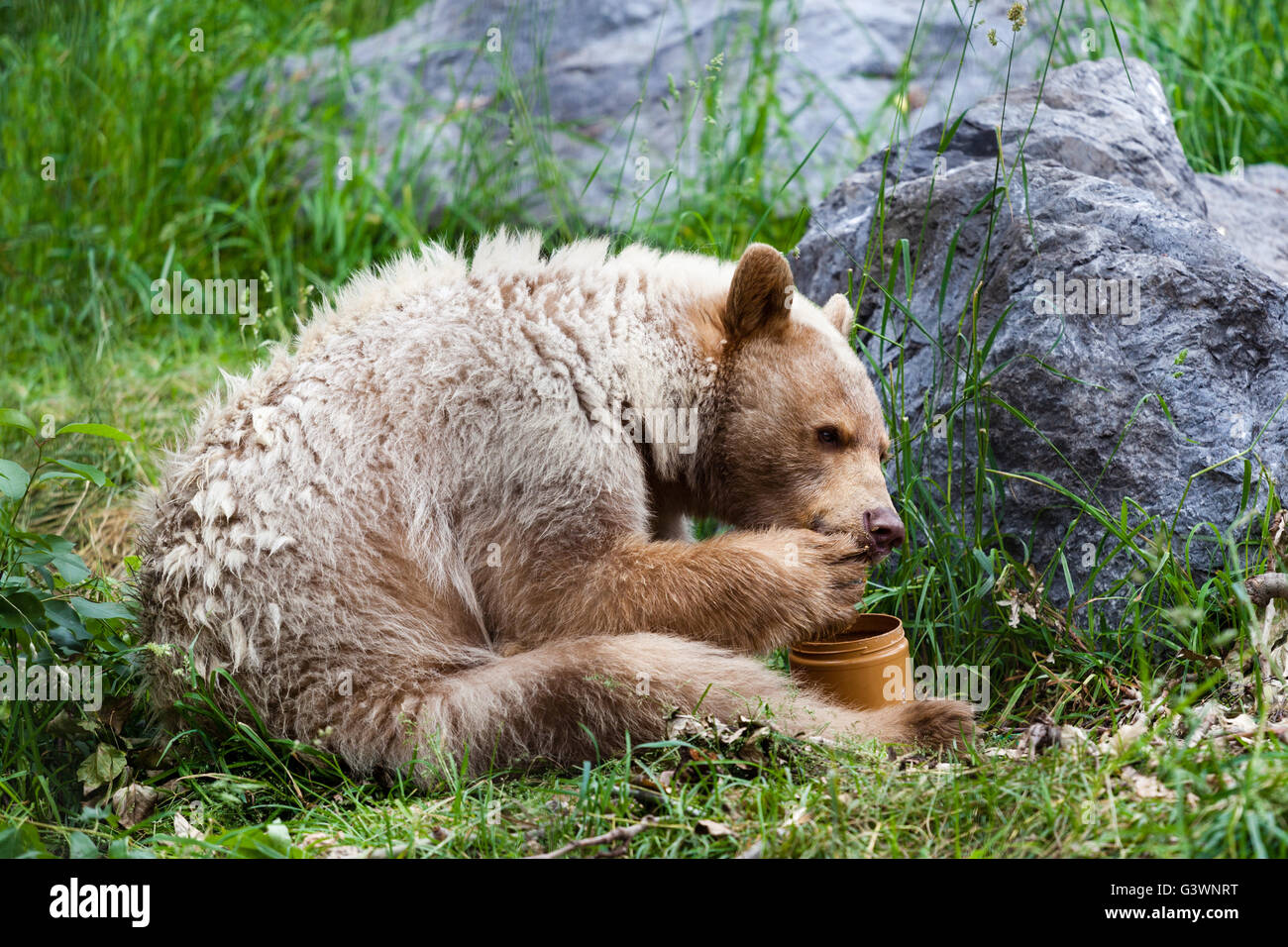Una fame white Kermode o Spirit Bear lambisce il miele dalla sua zampata off di un vasetto di miele. Foto Stock