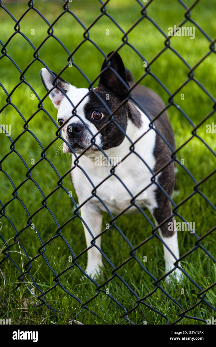 Una wide-eyed Boston Terrier orologi dietro una catena-legato recinto. Foto Stock