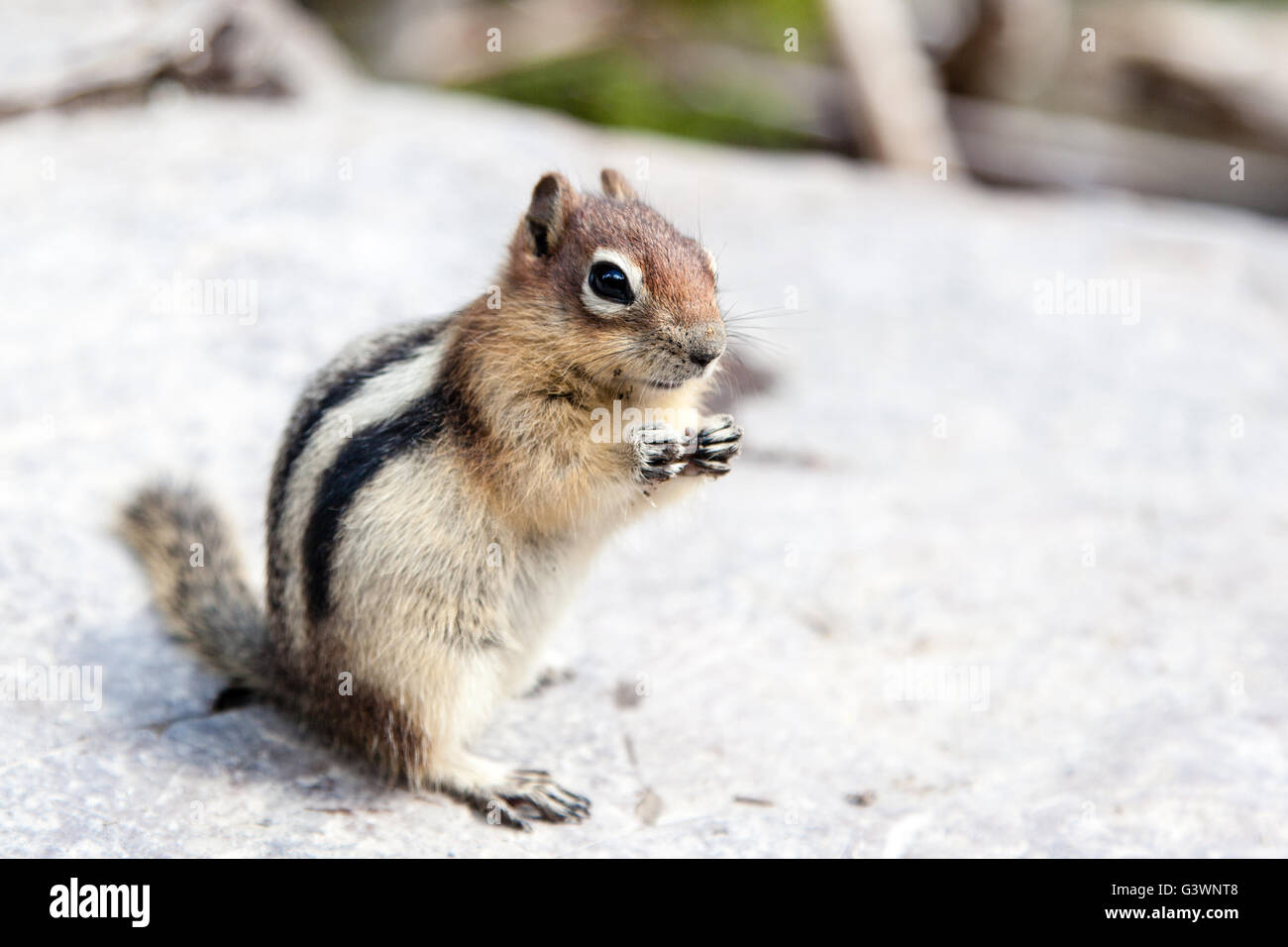 Un selvatico Scoiattolo striado (Tamias Striatus) si erge sulle zampe posteriori in cerca di cibo. Foto Stock