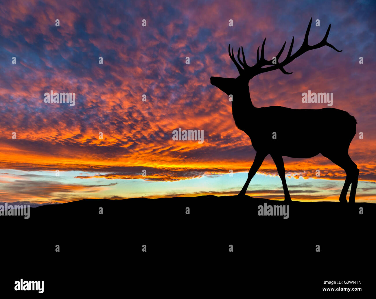 Silhouette di cervi rossi bull elk sulla cima di una montagna con il tramonto del sole in background. Copia dello spazio. Foto Stock
