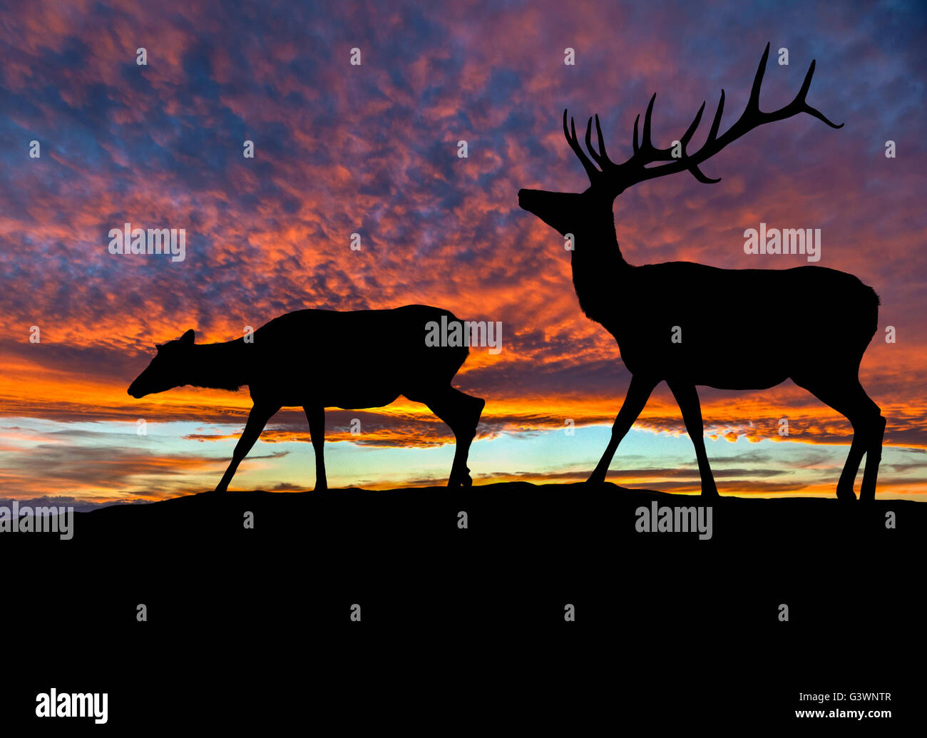 Silhouette di un cervo rosso bull elk e una femmina di vacca elk sulla cima di una montagna con tramonto spettacolare in background. Noto anche un Foto Stock