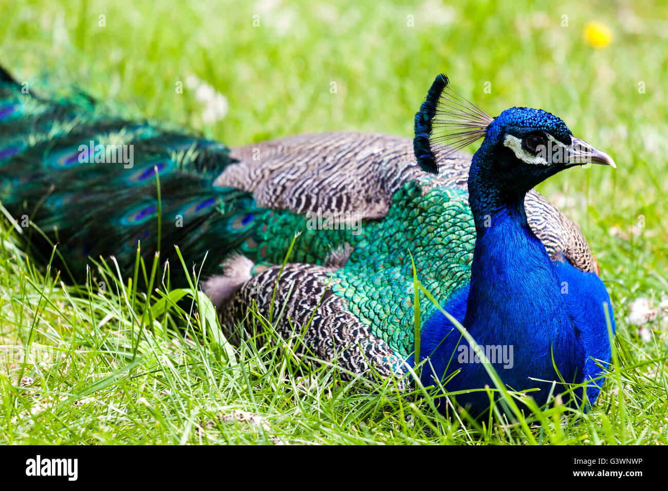 Un pavone in appoggio nel selvaggio, con focus sulla sua testa e la sua cresta blu. Foto Stock