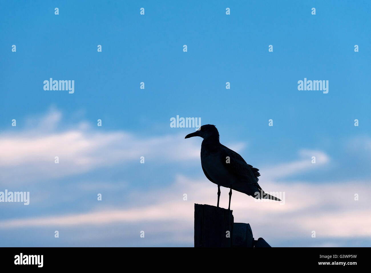 Seagull appollaiato sul molo. Foto Stock