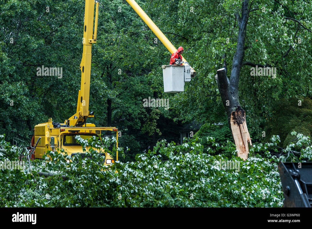 Rimozione alberi lavoratore di servizio. Foto Stock