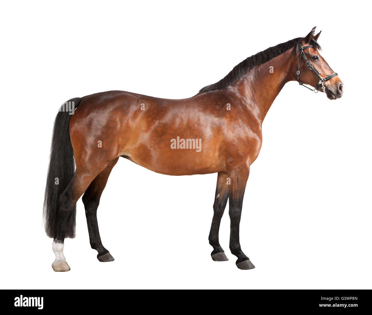 Un cavallo marrone in studio contro uno sfondo bianco, isolato Foto Stock