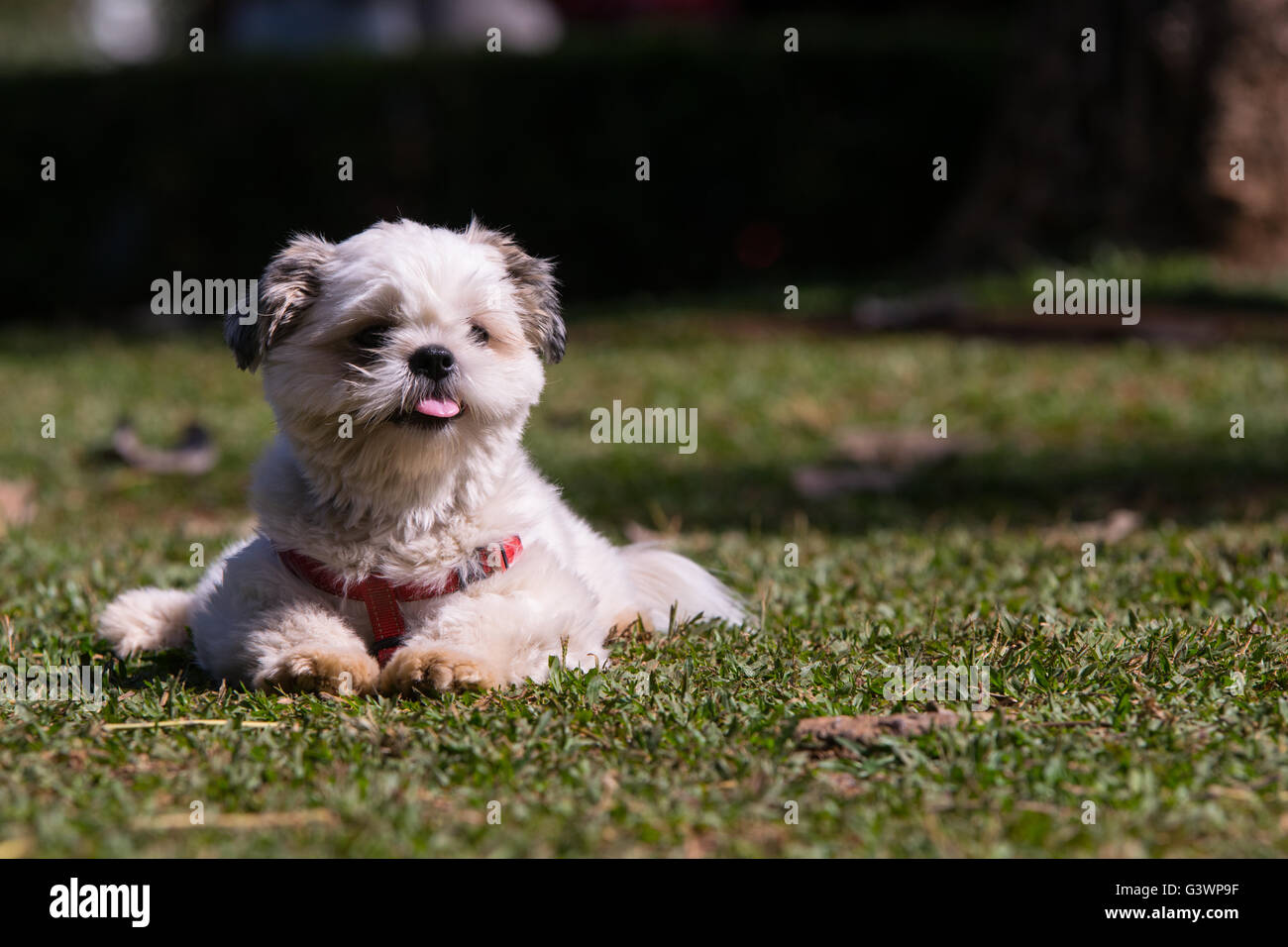 Xuxa la shih-tzu godendo una giornata di sole nel parco Foto Stock