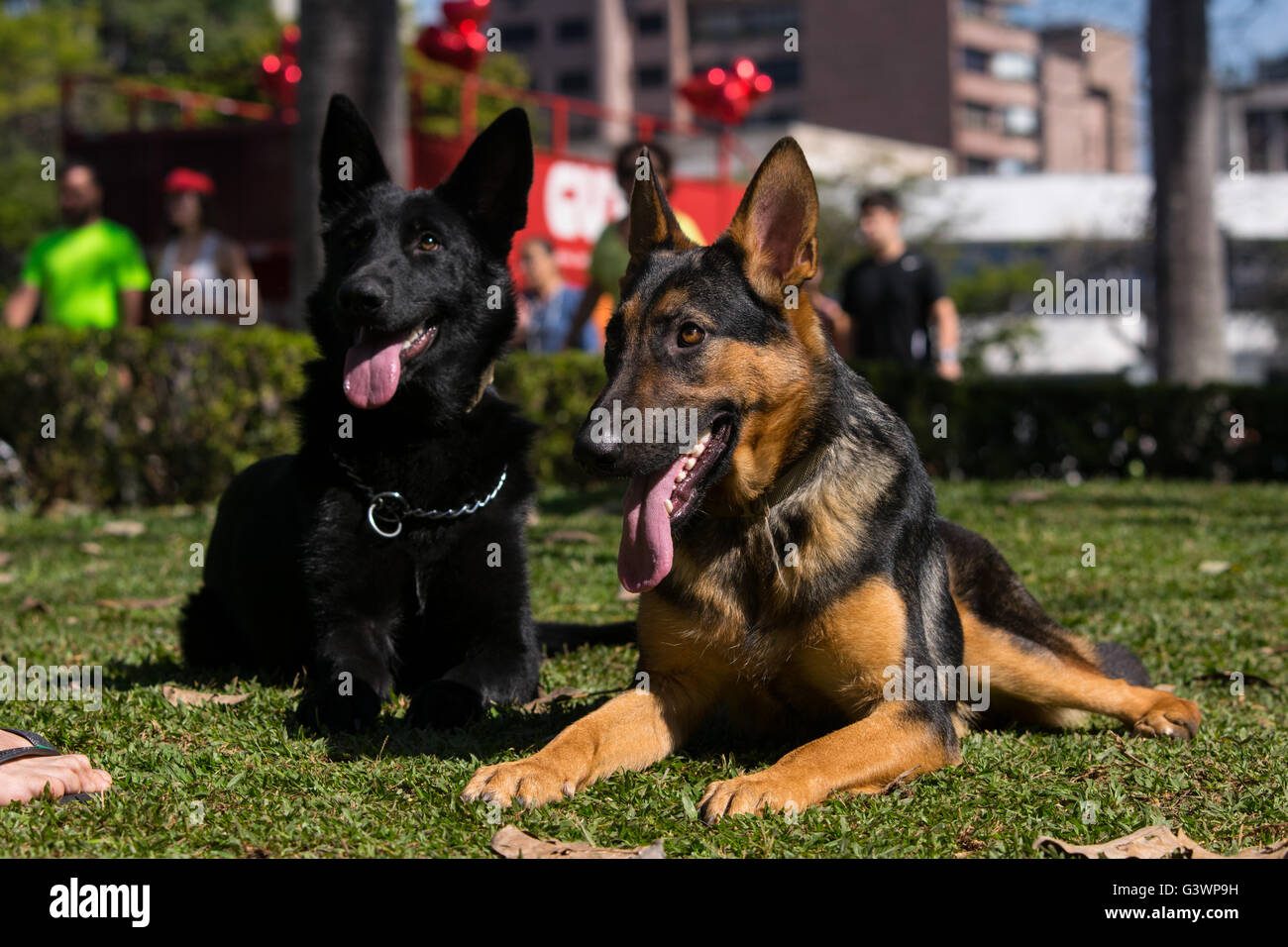 Pastori tedeschi Delta e Gurkha posa per la fotocamera Foto Stock