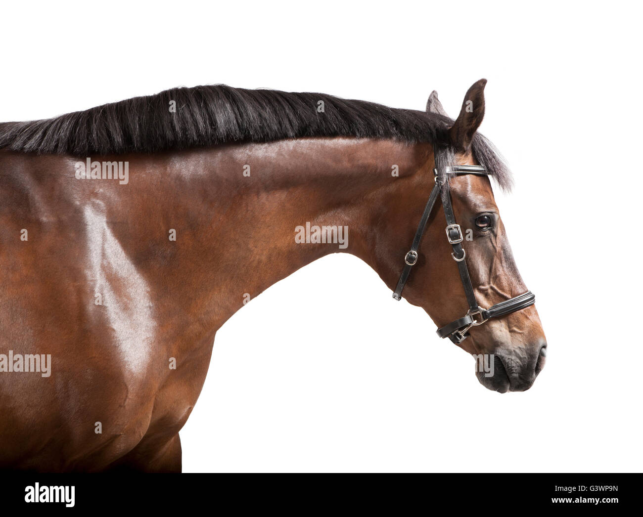 Un cavallo marrone in studio contro uno sfondo bianco, isolato Foto Stock