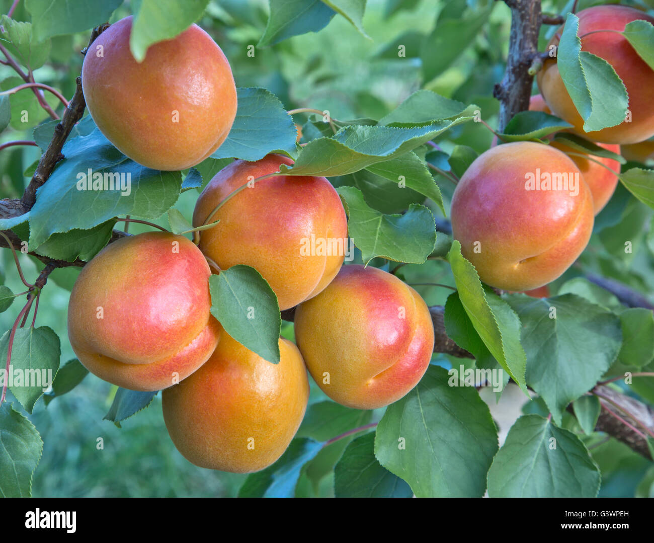 Albicocche " Robada" varietà maturazione sul ramo "Prunus armeniaca'. Foto Stock