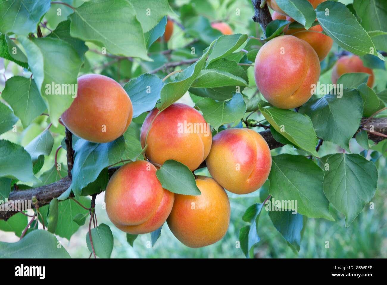 Albicocche " Robada" varietà maturazione sul ramo, Prunus armeniaca' Foto Stock