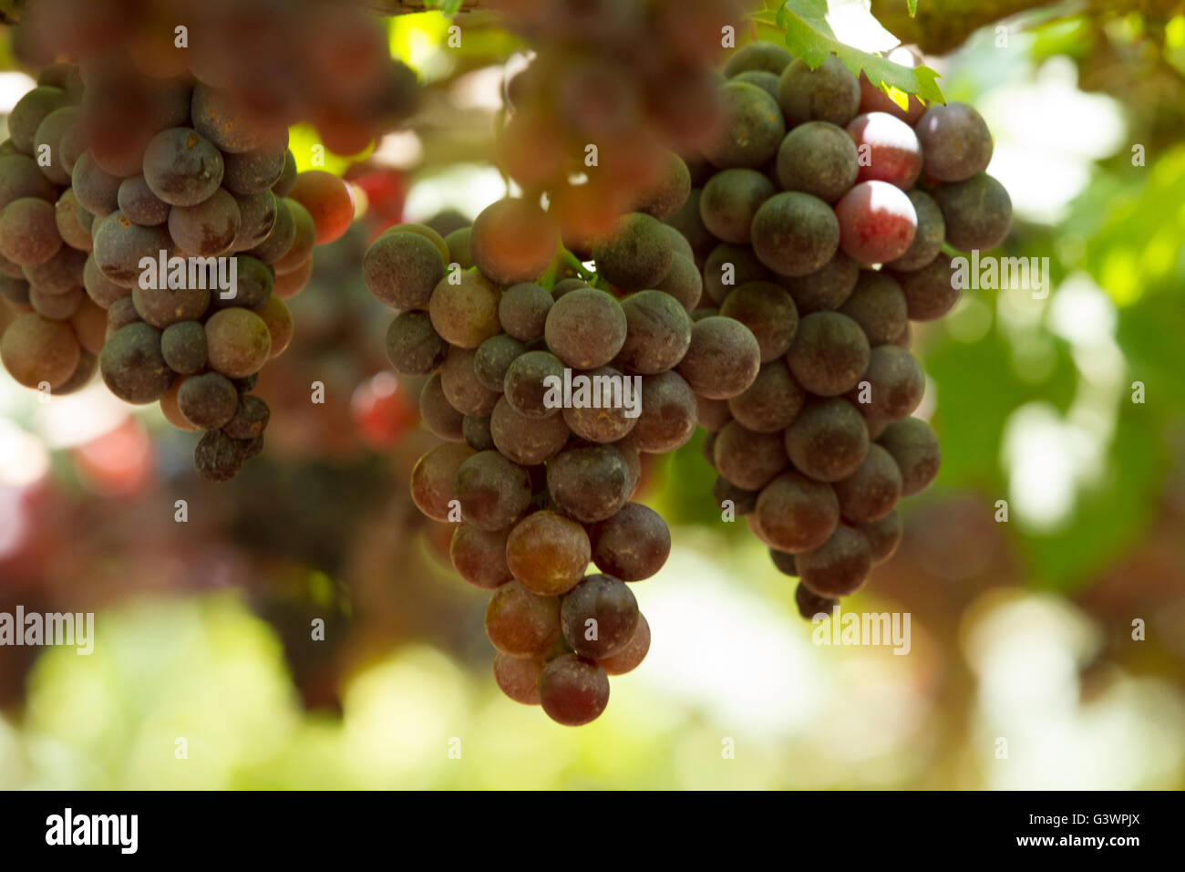 Rosso porpora uve con foglie verdi sui tralci. Frutta fresca Foto Stock