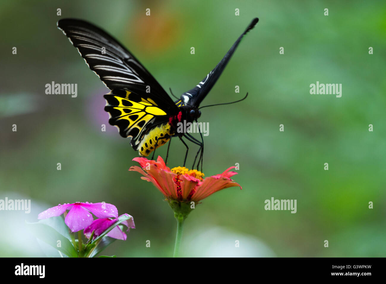 La Southern Birdwing (Troides minos) è una grande e suggestiva coda forcuta farfalla endemica in India peninsulare. Foto Stock