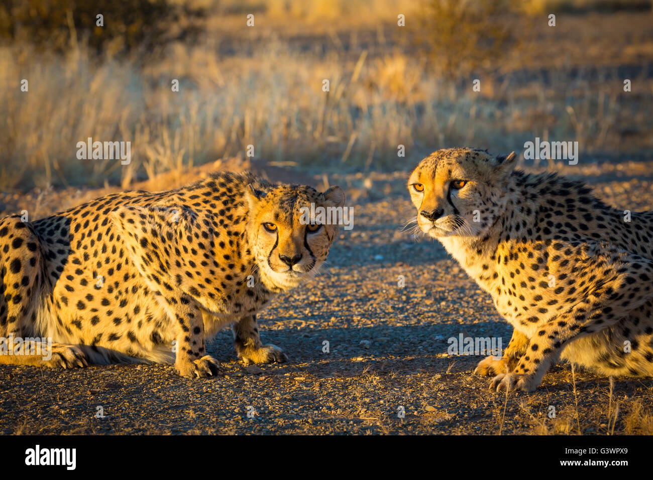 Il ghepardo (Acinonyx jubatus) è un gatto grande che si verifica principalmente in Africa orientale e meridionale. Foto Stock