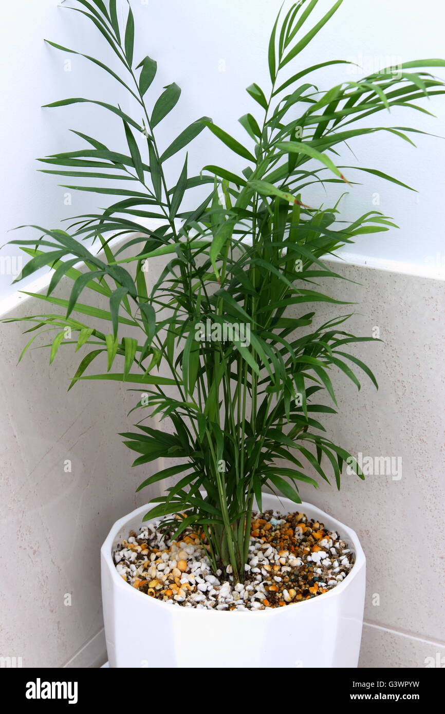 Impianto Indoor Neanthe bella o noto anche come salottino Palm crescendo in  perlite e vermiculite mix Foto stock - Alamy