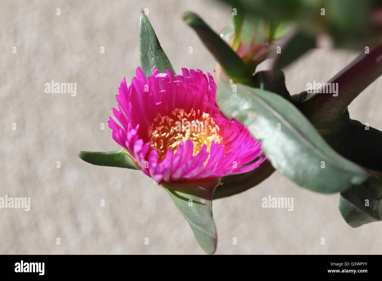 Close up Carpobrotus glaucescens o noto anche come Pigface o Pigface angolare Foto Stock