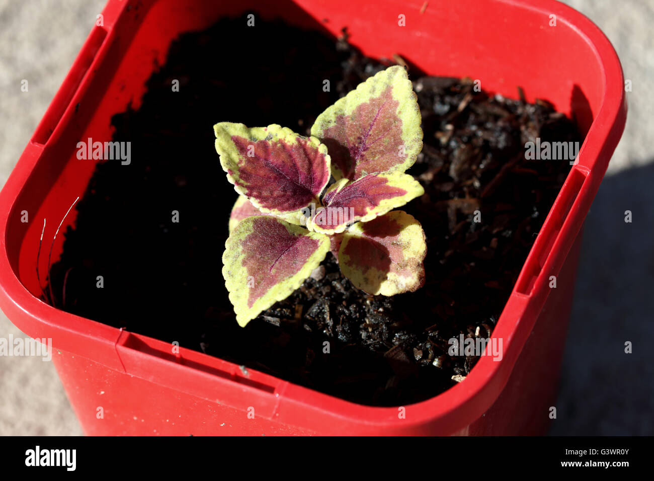 Close up Coleus Defiance o noto come Plectranthus scutellarioidesseedling o dipinto di ortica piante che crescono in una pentola Foto Stock