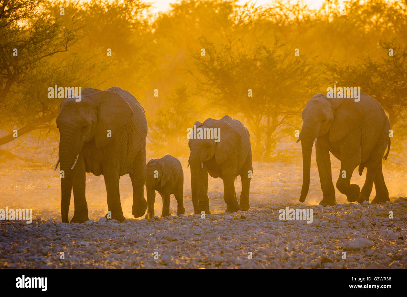 Gli elefanti africani in Etosha National Park, Namibia. Foto Stock