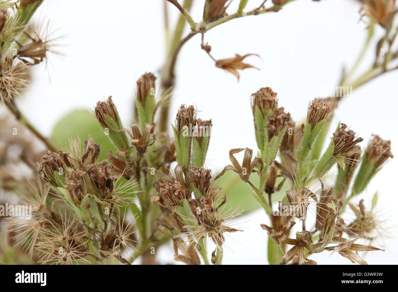 Close up macro di fiori secchi di erbe dolci di Stevia rebaudiana su sfondo bianco Foto Stock