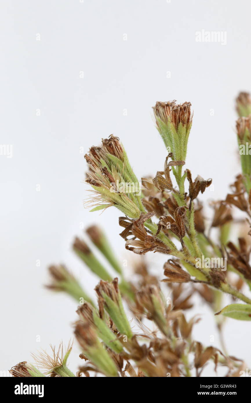 Close up macro di fiori secchi di erbe dolci di Stevia rebaudiana su sfondo bianco Foto Stock