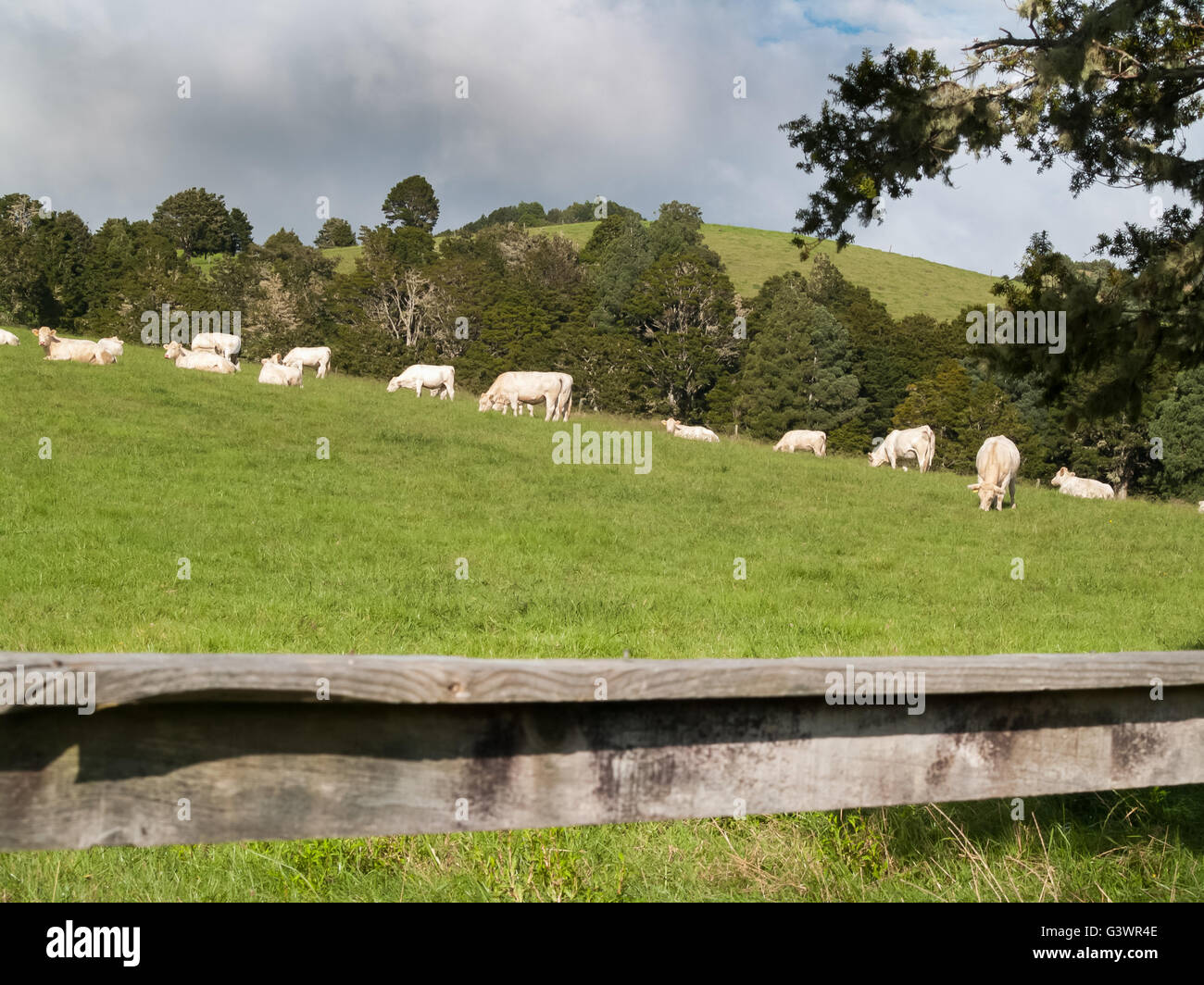 Bianco Blu belga di carni bovine di razza il pascolo di bestiame Foto Stock