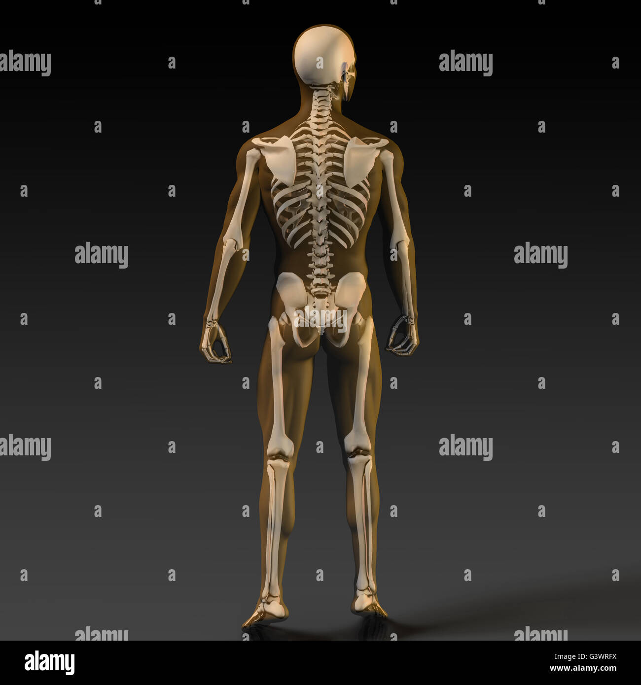 Un osso umano schema della struttura in arancione e nero Foto Stock