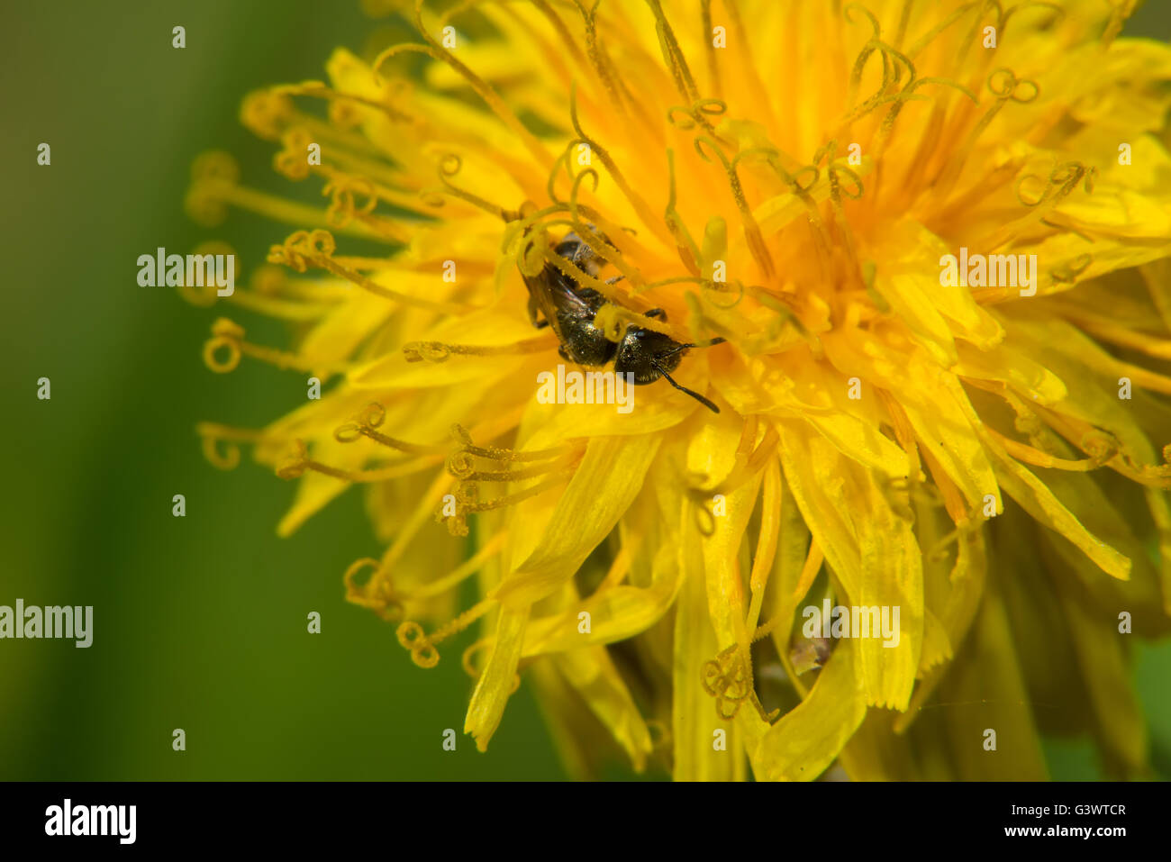 Ape su fiore giallo raccoglie il nettare Foto Stock