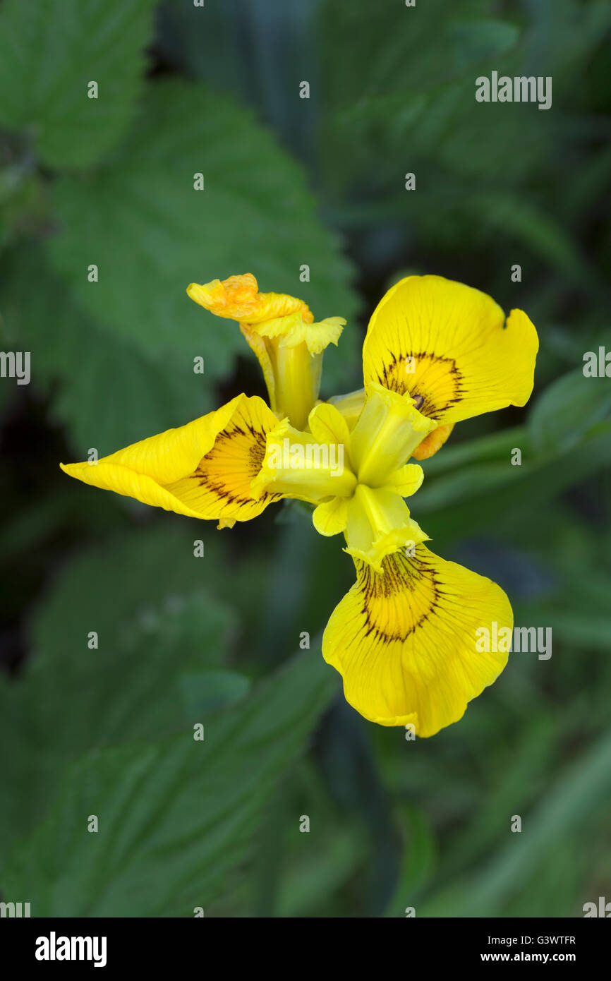 Bandiera gialla Iris Iris psueudacorus crescente sul margine di terreni agricoli pond North Norfolk Giugno Foto Stock