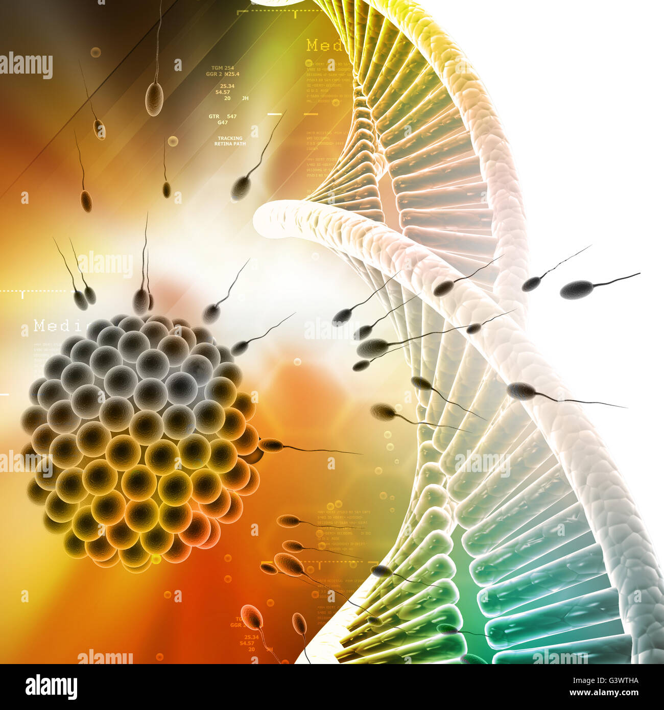 Sperma e uova con il DNA nel colore di sfondo Foto Stock