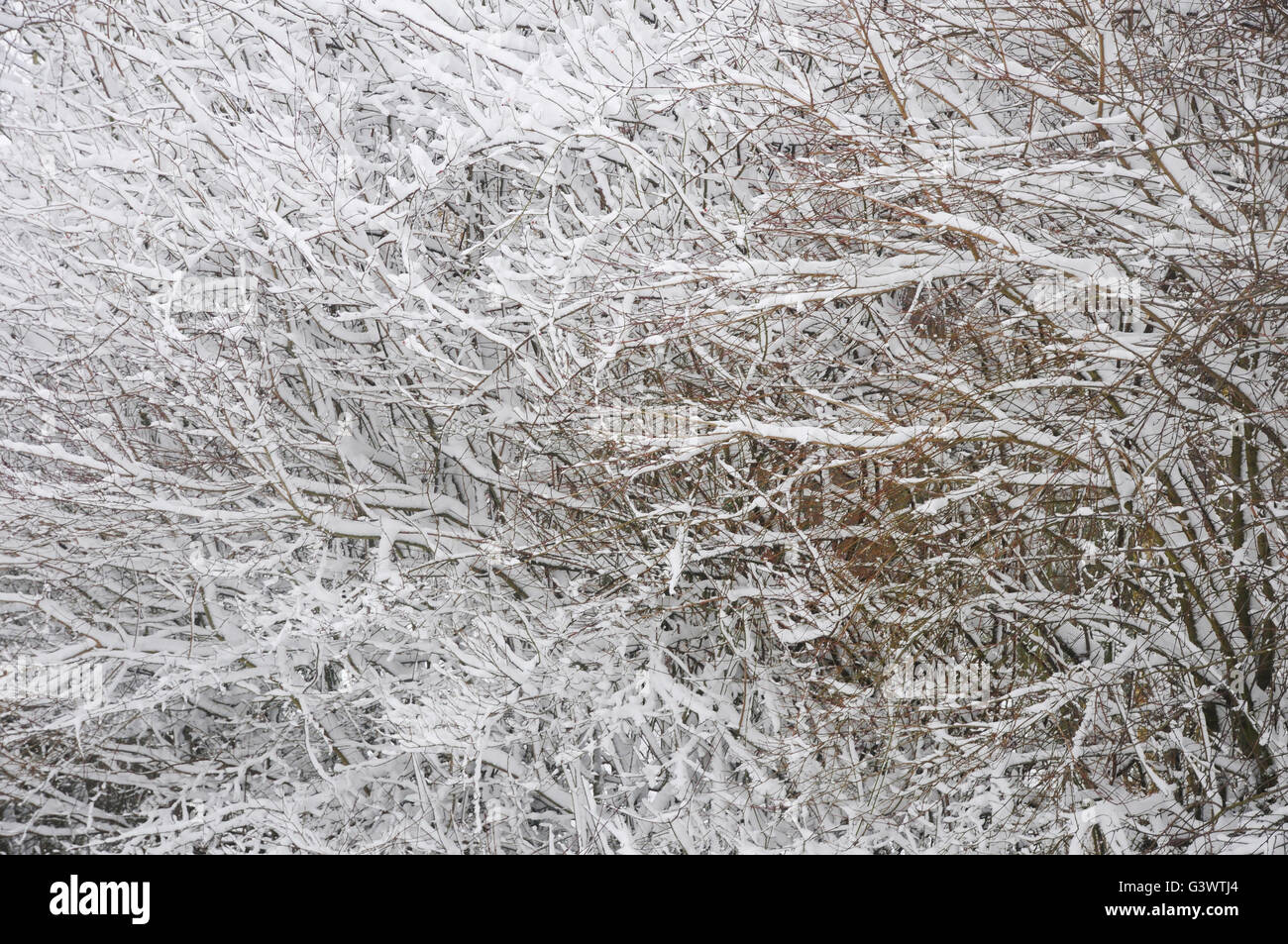 Coperta di neve ramoscelli Foto Stock