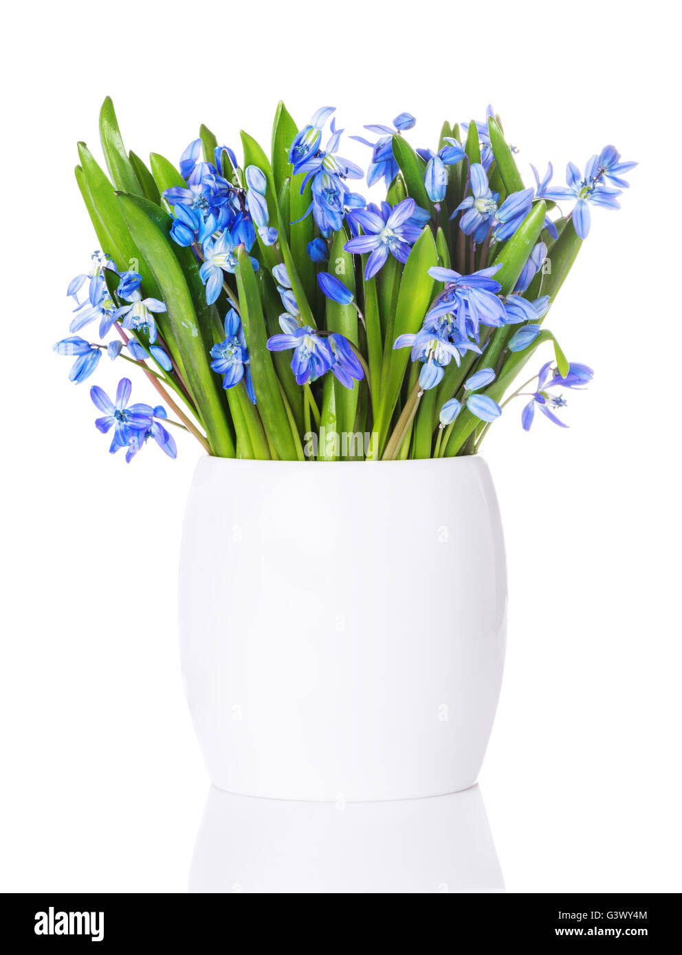 Blue bucaneve, primi fiori di primavera, Scilla siberica in un vaso bianco isolato su sfondo bianco Foto Stock