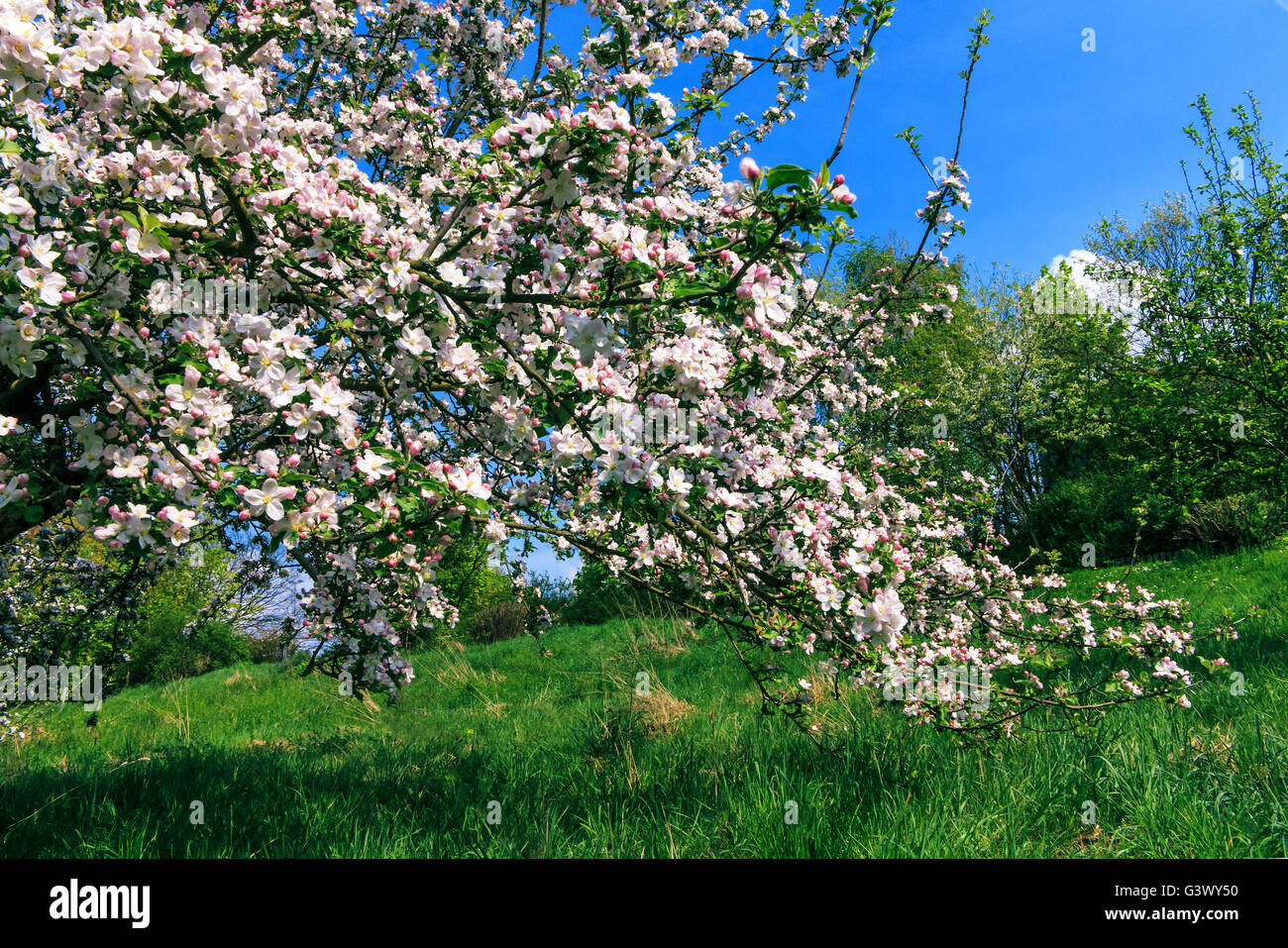 Fioritura di melo Foto Stock