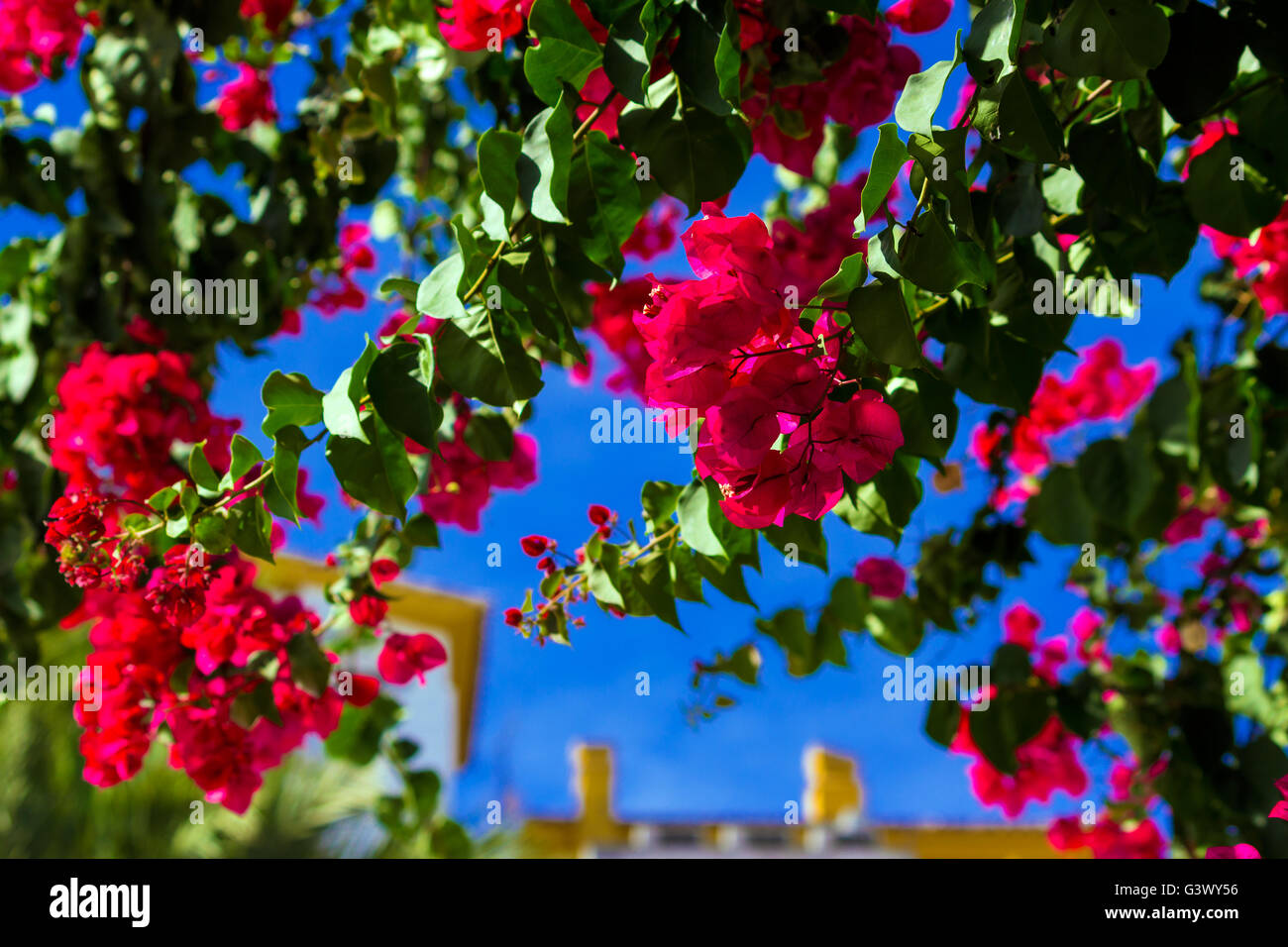 Rosso brillante fiori di bouganville Foto Stock