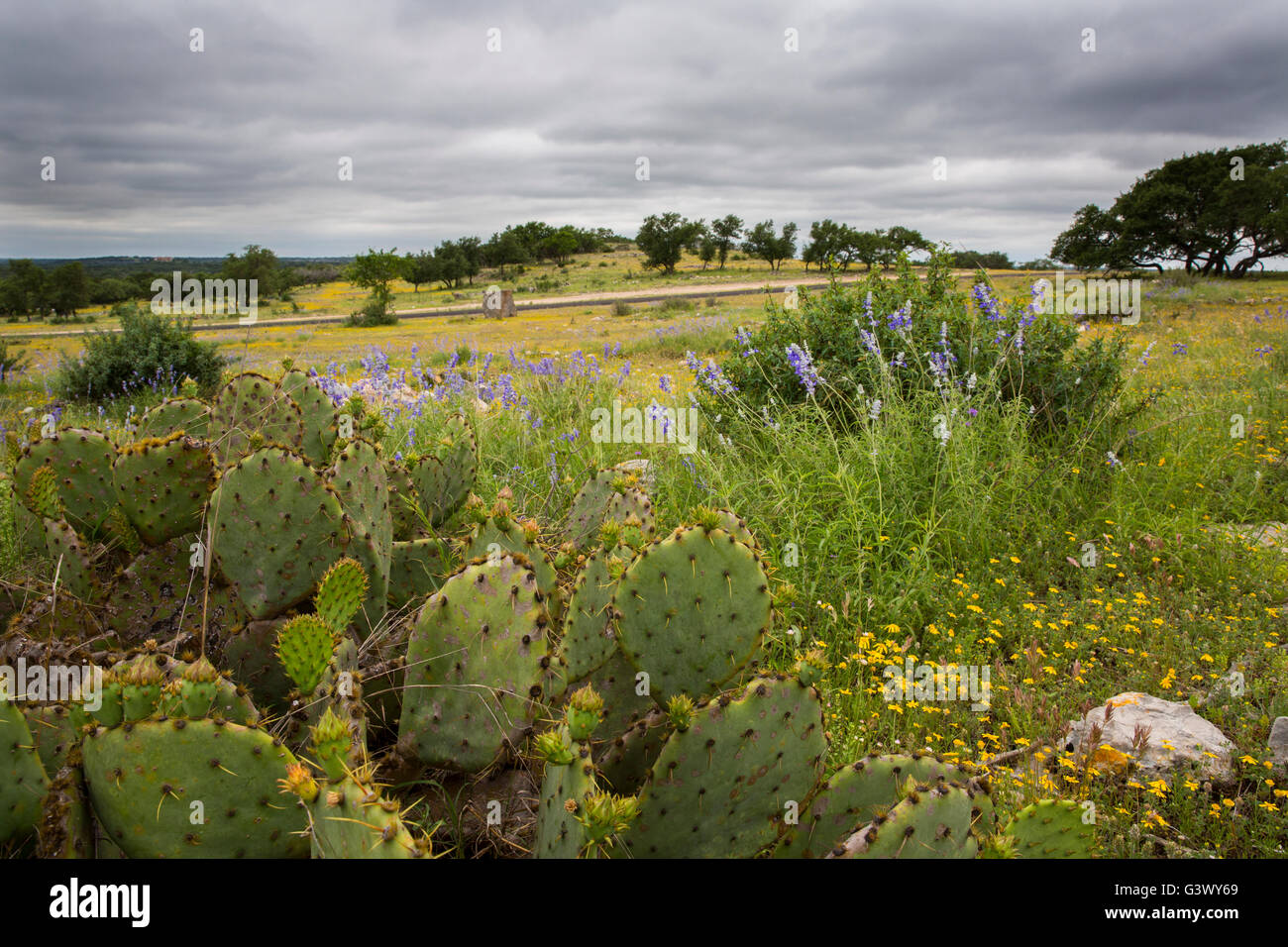 Texas prairie con cactus e fiori di campo Foto Stock