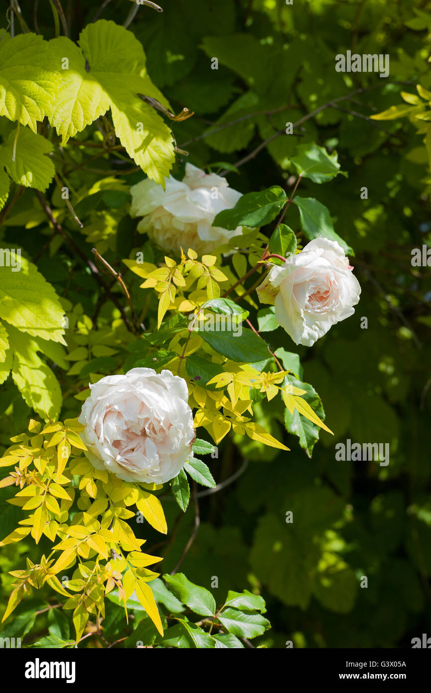 Rose Madame Alfred Carriere arrampicata con gelsomino e golden hop Foto Stock