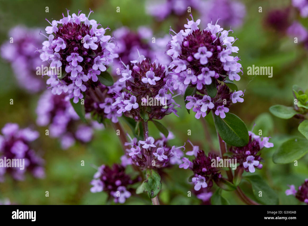 Thymus pulegioides, di latifoglie, timo timo limone Foto Stock