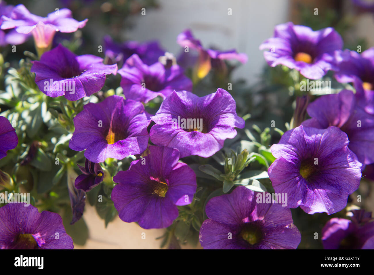 Viola petchoa fiori a campana Foto Stock